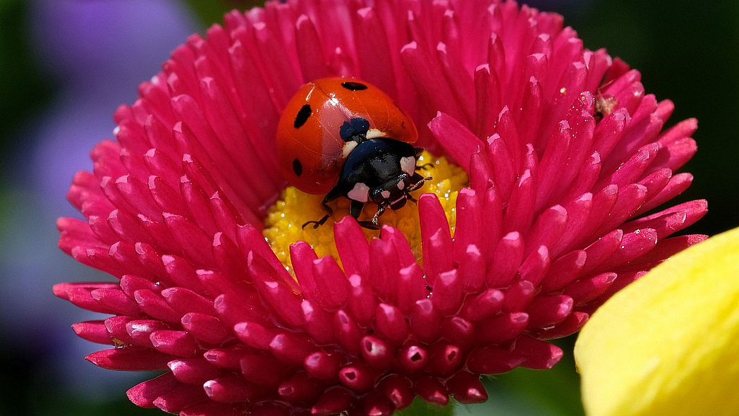Marienkäfer auf einer Blume.