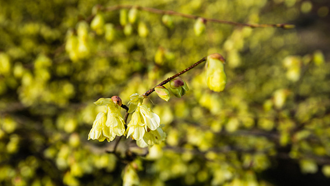 Blühende Scheinhasel (Corylopsis pauciflora) Blühende Scheinhasel (Corylopsis pauciflora)