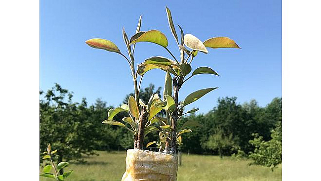 Frische Veredelungen an einem Apfelbaum.