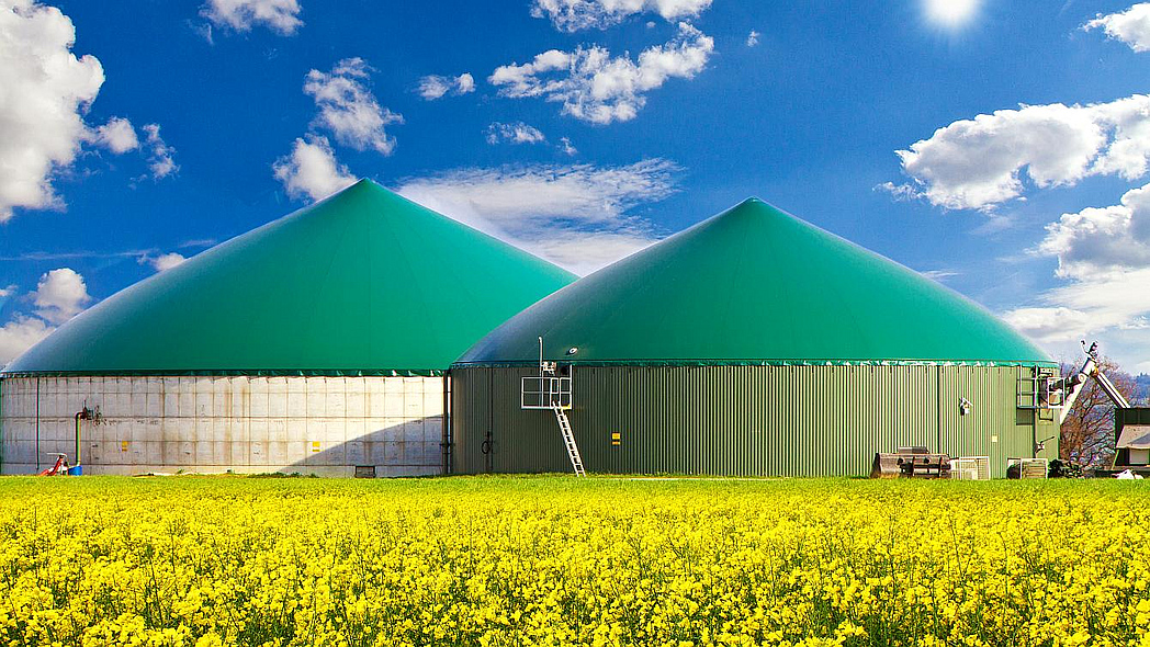 Runde Biogasanlage mit grünen Dächern vor einem gelben Rapsfeld