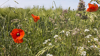 Getreidefeld mit Wildblumen im Vordergrund