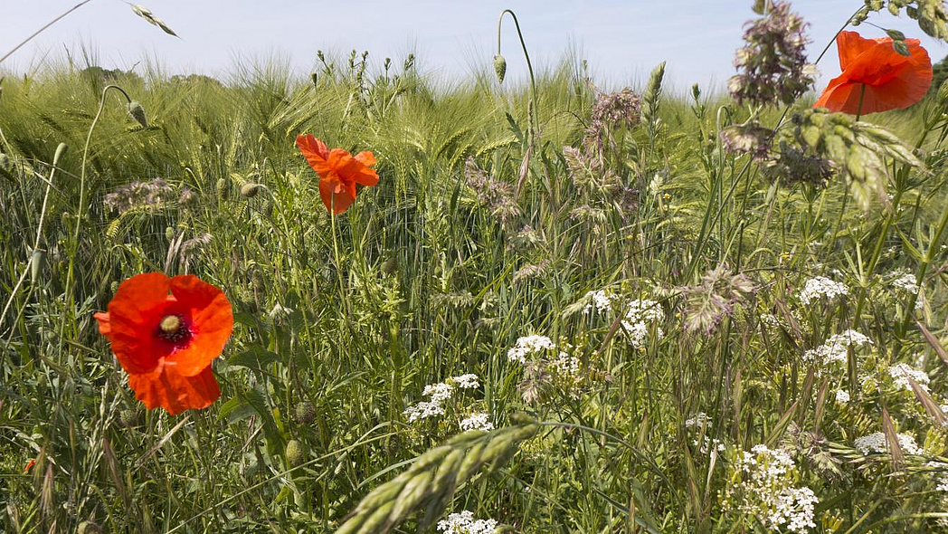 Getreidefeld mit Wildblumen im Vordergrund