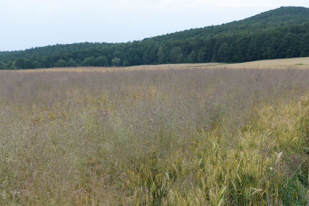 Getreidefeld, in dem sehr viel Ackerfuchsschwanzgras steht