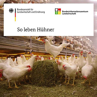Cover der Broschüre "So leben Hühner"