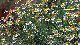 Blühende Kamillenpflanze