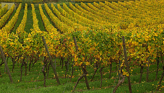 Weinberg