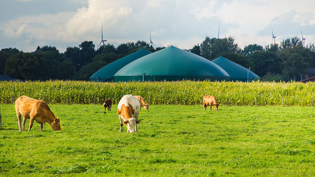 Kühe auf der Weide, dahinter ein Maisfeld, eine Biogasanlage ein Wald und Windräder. 