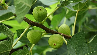 Grüne Feigenfrüchte am Baum hängend