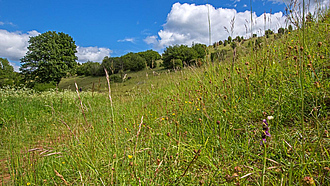 Eine grüne, hügelige Wiese. Im Hintergrund stehen Bäume vor blauem Himmel.