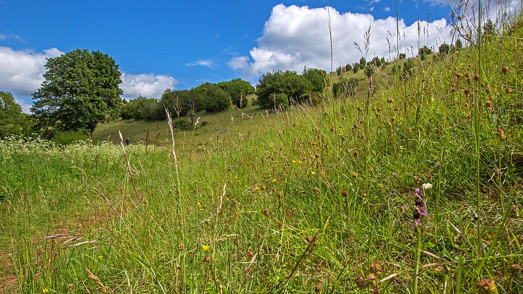 Eine grüne, hügelige Wiese. Im Hintergrund stehen Bäume vor blauem Himmel.