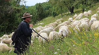 Bild mit Schafen und Schäfer am Hang