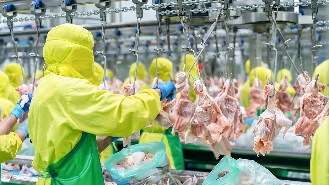 Arbeiter in gelben Kitteln stehen in einem Zerlegebetrieb für Geflügel an einem Fließband und verarbeiten Geflügelkörper.