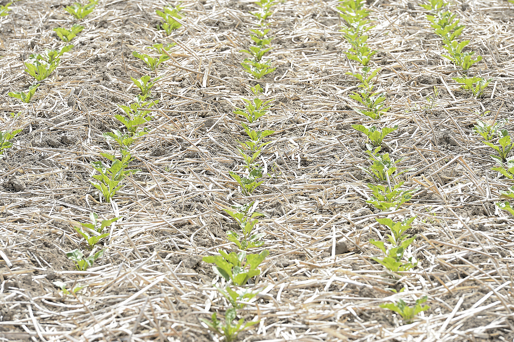 Acker mit jungen Zuckerrübenpflanzen, die zwischen alten Pflanzenresten wachsen.
