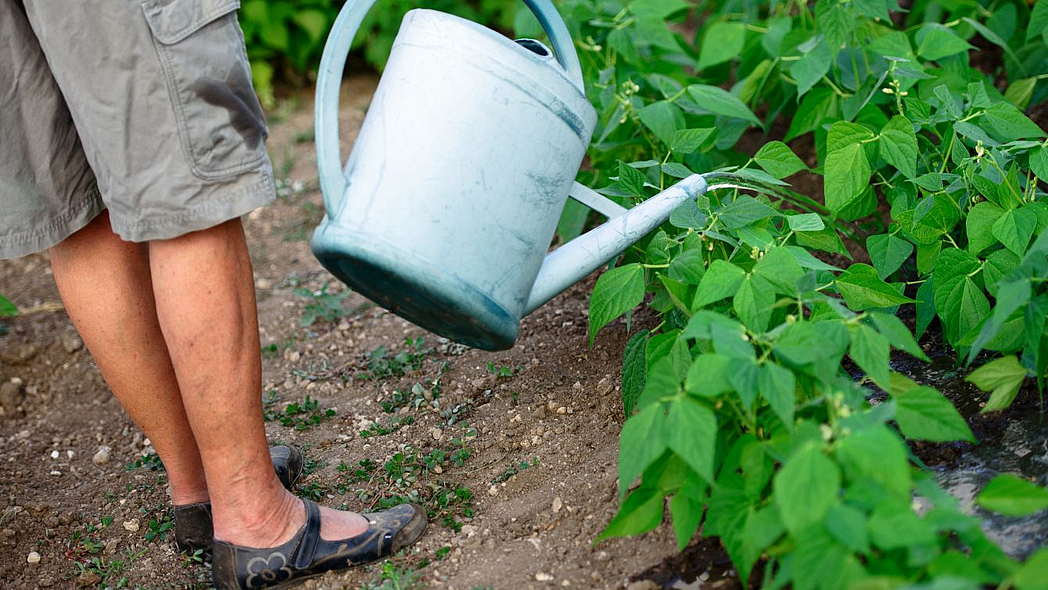Frau hält Gießkanne über Buschbohnen im Garten.