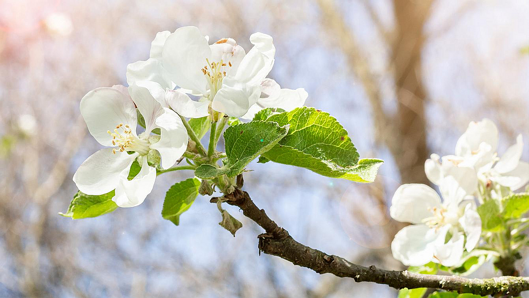 Weiße Blüten am Zweig eines Apfelbaumes vor unscharfem Hintergrund