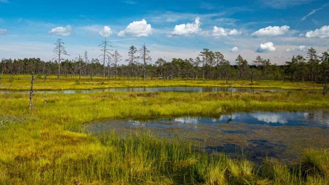 Moorlandschaft mit Wald im Hintergrund