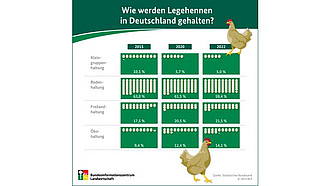 Infografik "Wie werden Legehennen in Deutschland gehalten?