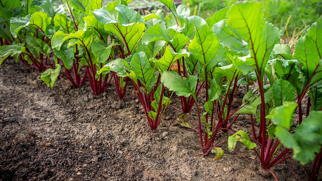 Junge Rote Bete-Pflanzen wachsen in Reihen in einem Beet.