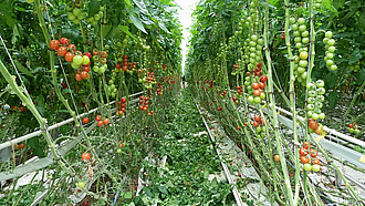 Blick in ein Gewächshaus. Hier werden Tomaten im Unterglasbau angebaut.