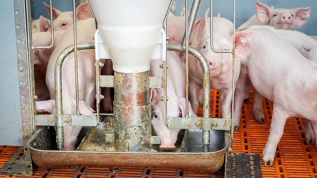 Ferkel beim Fressen aus dem Futtertrog im Stall.