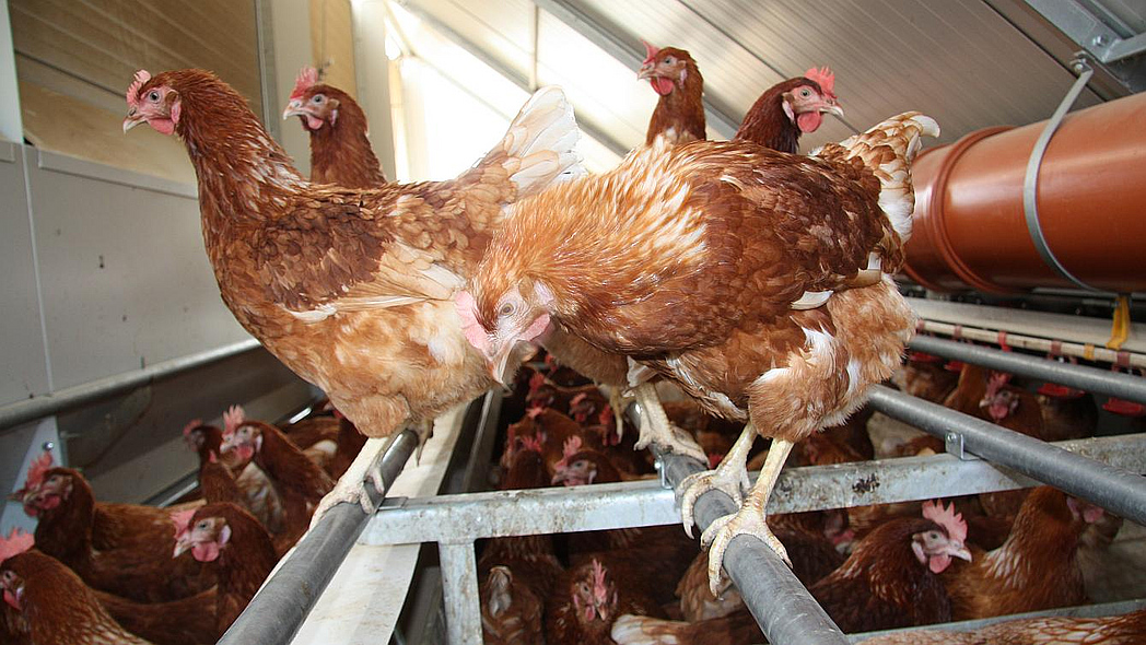 Braune Hühner in einem Hühnerstall. Einige Hennen sind auf Sitzstangen im oberen Teil des Stalls geflogen.