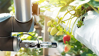 Greifarm eines Roboters neben reifenden Erdbeerfrüchten.