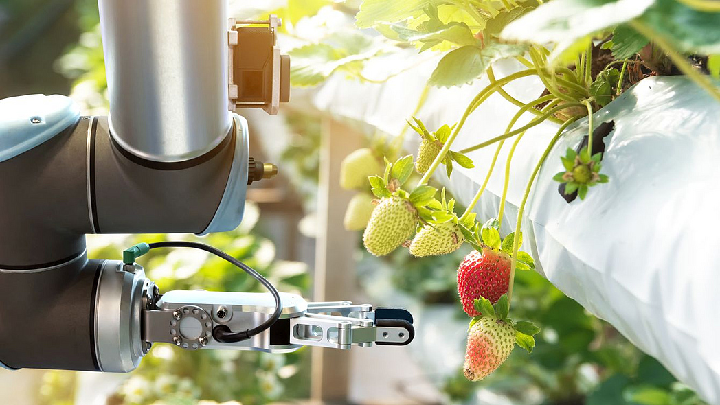 Greifarm eines Roboters neben reifenden Erdbeerfrüchten.