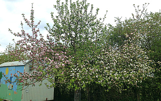 Ein Mehrsorten-Apfelbaum mit unterschiedlich farbigen Blüten 