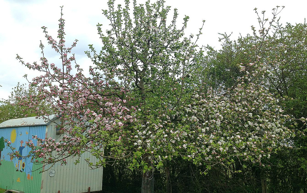 Ein Mehrsorten-Apfelbaum mit unterschiedlich farbigen Blüten 