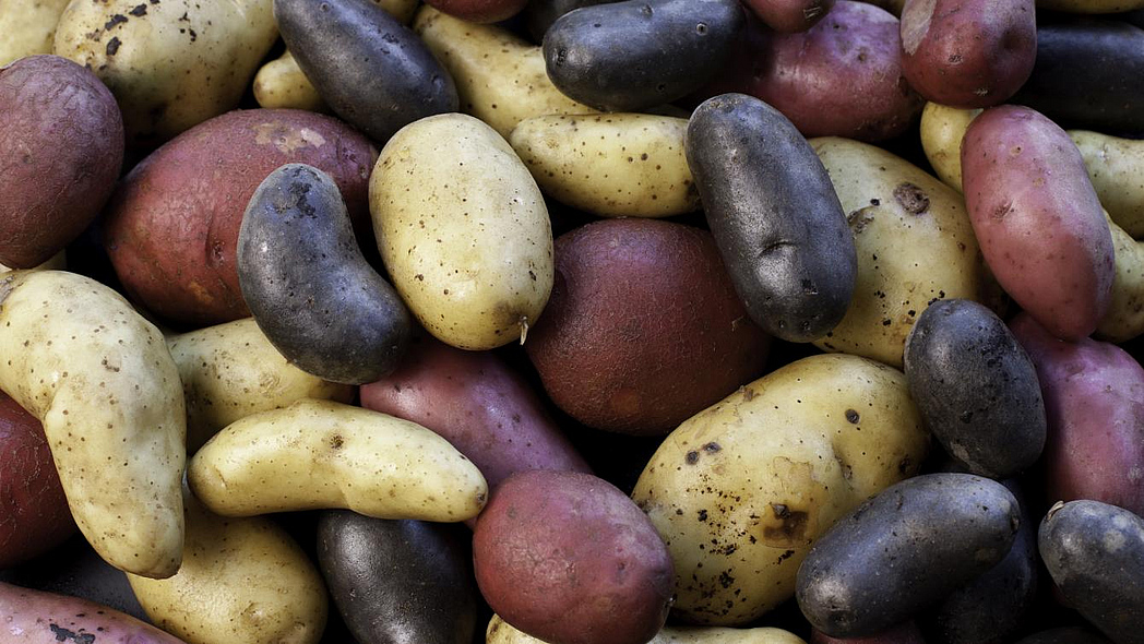 Verschiedene Kartoffelsorten