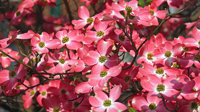 Rot blühender Blumen-Hartriegel (Cornus florida) Rot blühender Blumen-Hartriegel (Cornus florida)