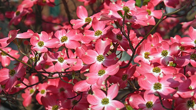 Rot blühender Blumen-Hartriegel (Cornus florida)