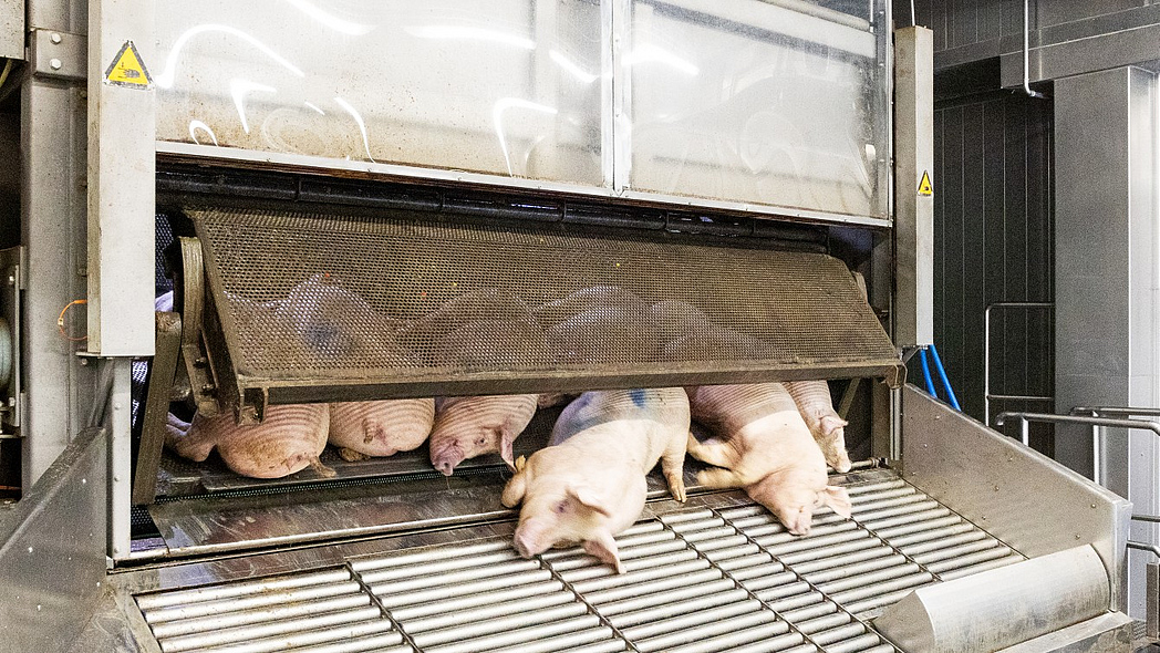 Betäubte Schweine werden aus einer Gondel ausgeworfen, in der sie mit CO2 betäubt wurden.