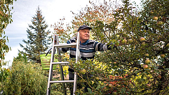 Ein älterer Mann auf einer Leiter pflückt Äpfel von einem Baum
