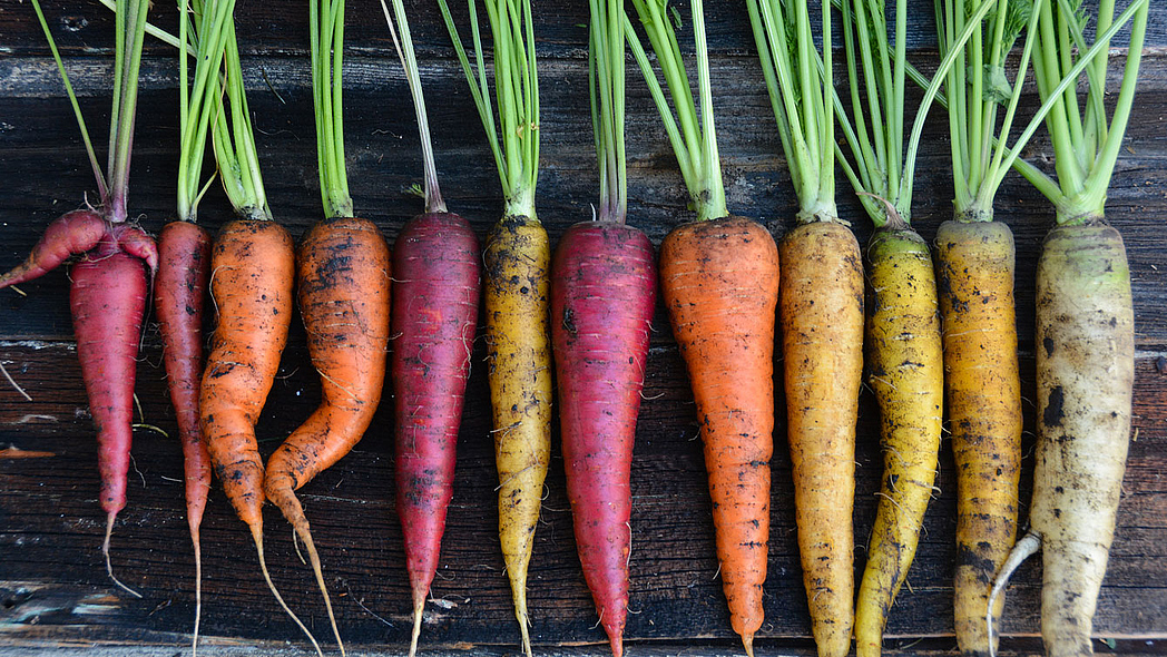 Reihe aus gelben, orangefarbenen und violetten Möhren. Reihe aus gelben, orangefarbenen und violetten Möhren.