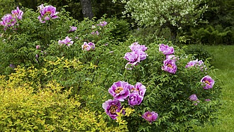 Blühende Strauch-Pfingstrose (Paeonia suffruticosa)