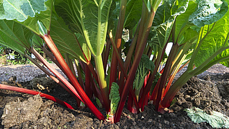 Rhabarber mit roten Stängeln und großen, grünen Blättern wächst in einem Beet