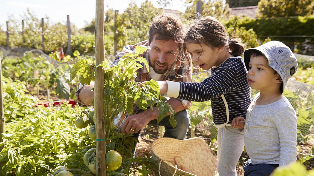 Ein Mann steht mit zwei kleinen Kindern vor einer Tomatenpflanze, die sie beobachten.