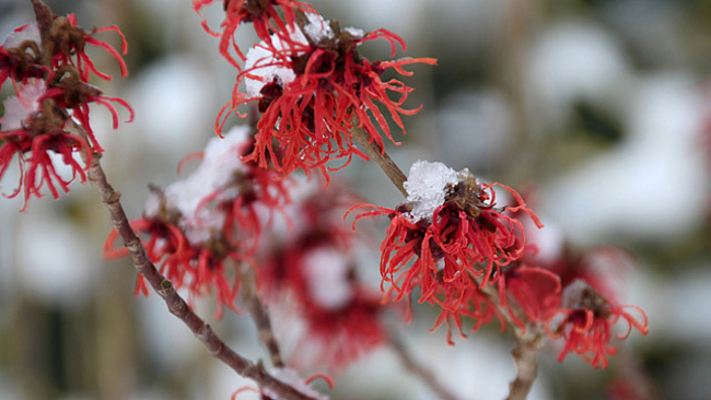 Rot blühende Zaubernuss (Hamamelis × intermedia) im Winter