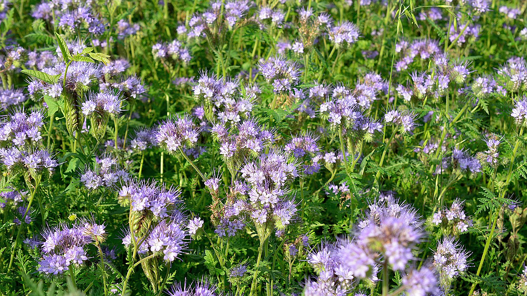 Blühende Phacelia-Pflanzen