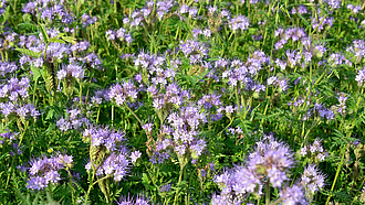Blühende Phacelia-Pflanzen