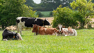 Behornte Milchkühe auf der Weide