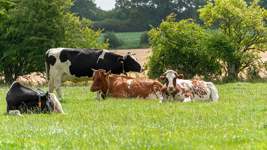 Behornte Milchkühe auf der Weide
