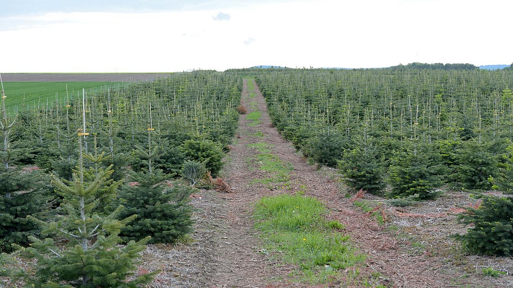 Weihnachtsbaumplantage