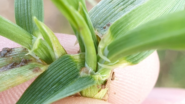 Detailansicht einer Wintergerstepflanze Anfang März