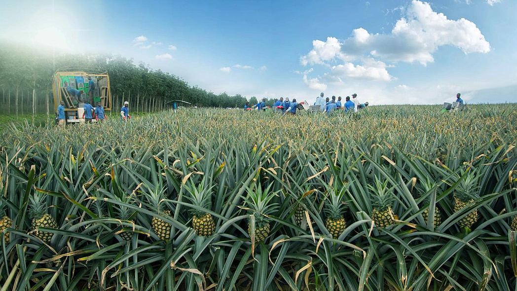 Un grupo de personas trabaja en un campo de piña.