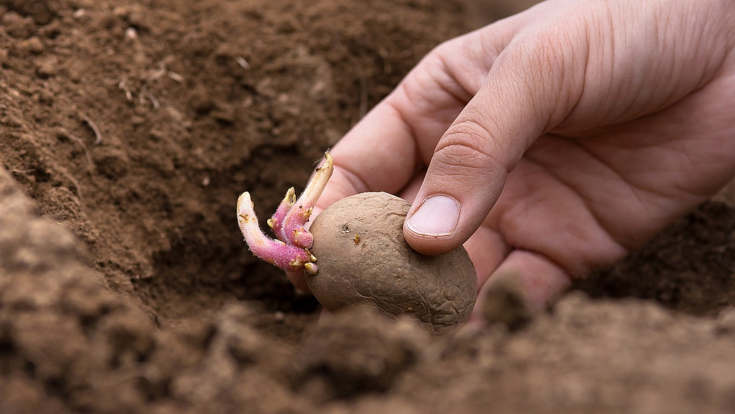 Eine Hand legt eine vorgekeimte Kartoffel in ein Beet.