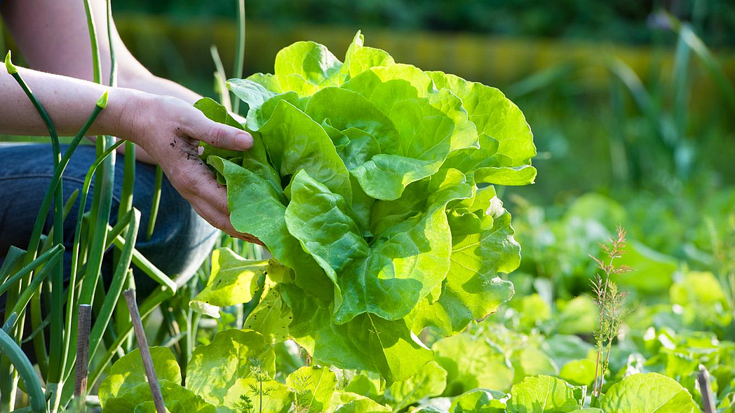 Zwei Hände halten einen frisch geernteten Kopfsalat
