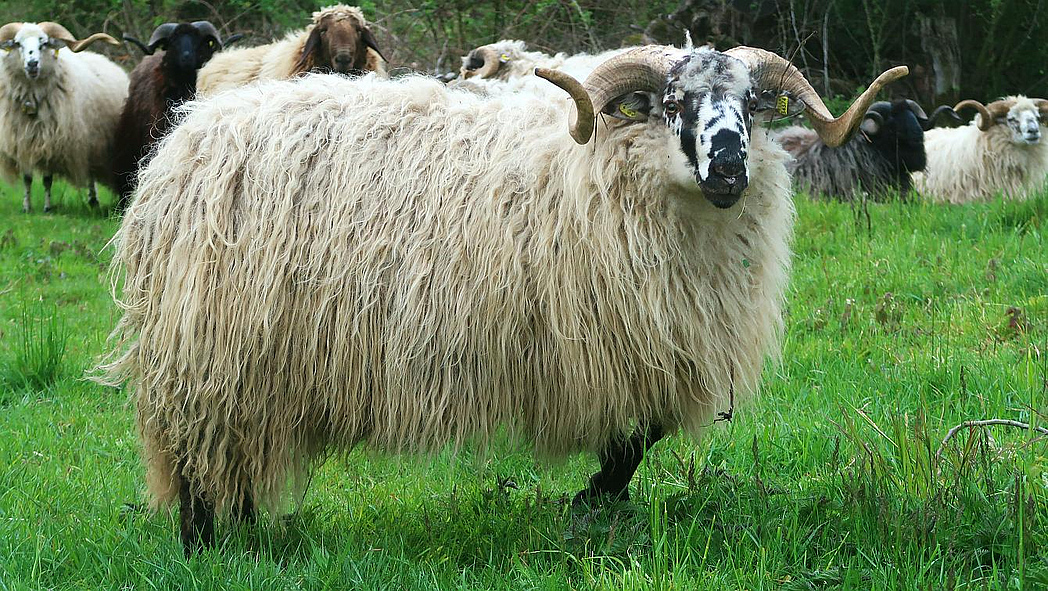 Ein Walachenschafbock auf einer Wiese. Im Hintergrund stehen weitere Schafe.