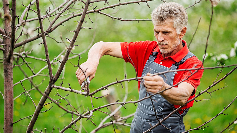 Tipps für den Obstbaumschnitt: BZL